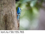 chameleon, lizard, species of chameleon in tropical forest. Стоковое фото, агентство Ingram Publishing / Фотобанк Лори