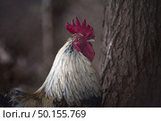 Male bantam with long and colorful hair. Стоковое фото, агентство Ingram Publishing / Фотобанк Лори