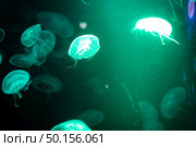 Sea Moon jellyfish with blue light background. Стоковое фото, агентство Ingram Publishing / Фотобанк Лори