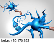 Neuron synapse cells anatomy sending an electrical signal as a neurology brain function related to memory and the nervous system as a 3D illustration. Стоковое фото, агентство Ingram Publishing / Фотобанк Лори