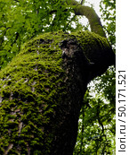 A tree covered in moss is shown in a forest. Стоковое фото, фотограф Ярославский Максим / Фотобанк Лори