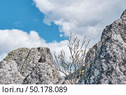 Budding Tree Among Granite Rocks Under Cloudy Sky. Стоковое фото, фотограф Ирина Кононова / Фотобанк Лори