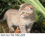 Close-up small domestic lop-eared ginger kitten of British breed look out of tall green grass. Стоковое фото, фотограф Дмитрий Нечаев / Фотобанк Лори
