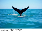 A whale dives gracefully into clear turquoise waters, its powerful tail splashing against a sunlit backdrop an epitome of marine life beauty Generative AI. Стоковое AI-изображение, AI-художник Юлия Петровская / Фотобанк Лори