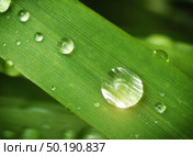 Macro of raindrop. Composition of nature. Стоковое фото, агентство Ingram Publishing / Фотобанк Лори