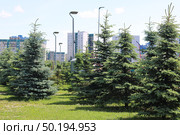 Голубые ели в городском парке. Стоковое фото, фотограф Анна Николаева / Фотобанк Лори