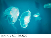 Sea Moon jellyfish with blue light background. Стоковое фото, агентство Ingram Publishing / Фотобанк Лори