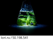 Photobioreactor in Algae fuel biofuel industry, sustainable energy concept. Стоковое фото, агентство Ingram Publishing / Фотобанк Лори