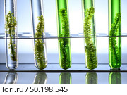 Algae seaweed in science experiments, laboratory research. Стоковое фото, агентство Ingram Publishing / Фотобанк Лори