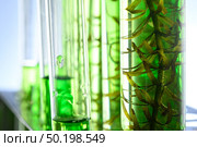 algae research in laboratories, biotechnology science concept. Стоковое фото, агентство Ingram Publishing / Фотобанк Лори