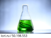 Algae seaweed in science experiments, laboratory research. Стоковое фото, агентство Ingram Publishing / Фотобанк Лори