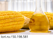 Biofuel from corn, oil and biofuel solution. Стоковое фото, агентство Ingram Publishing / Фотобанк Лори