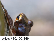 Common tree frog Polypedates leucomystax in terrarium. Стоковое фото, агентство Ingram Publishing / Фотобанк Лори