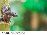 Common tree frog Polypedates leucomystax in terrarium. Стоковое фото, агентство Ingram Publishing / Фотобанк Лори