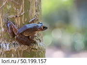 Common tree frog Polypedates leucomystax in terrarium. Стоковое фото, агентство Ingram Publishing / Фотобанк Лори