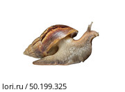Snail isolated on white background. Стоковое фото, агентство Ingram Publishing / Фотобанк Лори