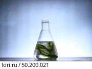 Algae seaweed in science experiments, laboratory research. Стоковое фото, агентство Ingram Publishing / Фотобанк Лори