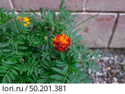 Бархатцы "Хохлома красные" низкорослые бордюрные (лат. Tagetes) Стоковое фото, фотограф Лариса Веселова / Фотобанк Лори
