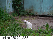 Белый кот зевает. Стоковое фото, фотограф Лариса Веселова / Фотобанк Лори