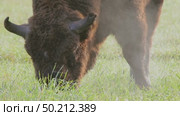 Зубр европейский дикие животные, Bison bonasus. Стоковое видео, видеограф Дмитрий Якубович / Фотобанк Лори