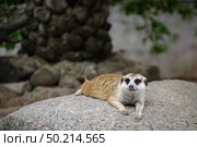 meerkat, Suricata suricatta living on ground. Стоковое фото, агентство Ingram Publishing / Фотобанк Лори