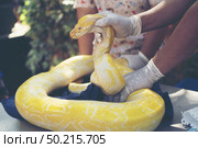 Large snake, golden body. Стоковое фото, агентство Ingram Publishing / Фотобанк Лори