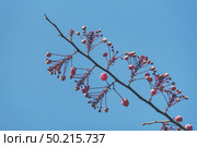 pink cassia bakeriana flower with blue sky, pink flower. Стоковое фото, агентство Ingram Publishing / Фотобанк Лори