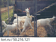 milk Goat in farm, organic milk goat. Стоковое фото, агентство Ingram Publishing / Фотобанк Лори