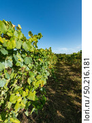 Vineyard at Moncao in the Minho region, Portugal. Стоковое фото, агентство Ingram Publishing / Фотобанк Лори