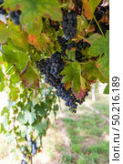 Vineyards on the field. Grapes with vine and leaves in sunny weather. Стоковое фото, агентство Ingram Publishing / Фотобанк Лори