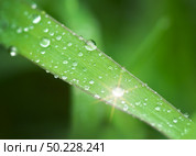 Macro of raindrop. Nature and ecology composition. Стоковое фото, агентство Ingram Publishing / Фотобанк Лори