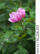 Peony portrait. Purple flower. Flora and nature. . Стоковое фото, агентство Ingram Publishing / Фотобанк Лори