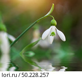 Snowdrop macro and water reflection. Nature composition. Стоковое фото, агентство Ingram Publishing / Фотобанк Лори