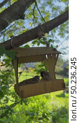 Vertical video of one feisty sparrow climbing into a feeder with crumbs and driving out all the others. The sound of birds chirping. (Lat. Passer domesticus) Стоковое видео, видеограф Виктория Катьянова / Фотобанк Лори