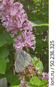 Vertical video of a white butterfly (Lat. Pieridae) drinking nectar from lilac flowers on sunny summer day. Floral background. Beautiful summer landscape. Close-up view. Стоковое видео, видеограф Виктория Катьянова / Фотобанк Лори