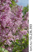 Vertical video of a bee (Lat. Anthophila) collecting nectar from lilac flowers on a sunny summer day. Close-up view of insect. Floral background. Beautiful summer landscape. Стоковое видео, видеограф Виктория Катьянова / Фотобанк Лори