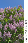 Vertical video of a flowering lilac shrub with pink inflorescences and green leaves swaying in the wind on a spring May sunny day. Natural floral background. Стоковое видео, видеограф Виктория Катьянова / Фотобанк Лори