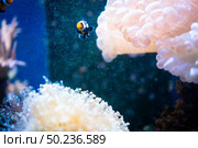 Amazing coral reef aquarium moment. Стоковое фото, агентство Ingram Publishing / Фотобанк Лори