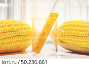 Biofuel or Corn Syrup, gasoline, energy, environmentalist. Стоковое фото, агентство Ingram Publishing / Фотобанк Лори