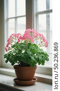 A lush green geranium plant adorned with vibrant pink flowers graces a sunny window sill, radiating joy and warmth in the afternoon light, creating a peaceful atmosphere Generative AI. Стоковое AI-изображение, AI-художник Юлия Петровская / Фотобанк Лори