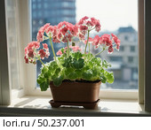 A lush pot of pink geraniums sits gracefully by a window, basking in warm sunlight Generative AI. Стоковое AI-изображение, AI-художник Юлия Петровская / Фотобанк Лори