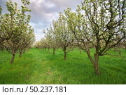 Blooming fruit orchard in spring. Agricultural and nature composition. Стоковое фото, агентство Ingram Publishing / Фотобанк Лори