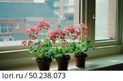A collection of lush pink geraniums in terracotta pots fills a sunlit windowsill, showcasing bright blooms that bring warmth and color to the cozy urban living space in spring Generative AI. Стоковое AI-изображение, AI-художник Юлия Петровская / Фотобанк Лори