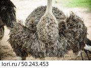 Adult ostriches in natural areas. Стоковое фото, агентство Ingram Publishing / Фотобанк Лори