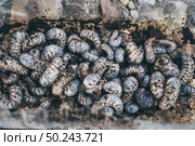 Beetles larvae, texture background of Beetles larvae. Стоковое фото, агентство Ingram Publishing / Фотобанк Лори