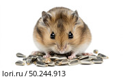 A brown and white hamster is perched on a stack of money, looking around curiously. Стоковое AI-изображение, AI-художник Данила Большаков / Фотобанк Лори