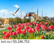 Tulips in Istanbul during Tulip festival, in Sultanahmet region with Hagia Sophia. Стоковое фото, агентство Ingram Publishing / Фотобанк Лори