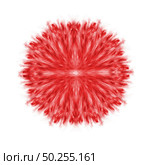 Symmetrical round red explosion in the form of flower on a white background with copy space.. Red powder splash, symmetrical round pattern. Стоковое фото, агентство Ingram Publishing / Фотобанк Лори