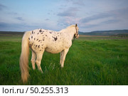 White horse standing on a green field. Nature composition. Стоковое фото, агентство Ingram Publishing / Фотобанк Лори