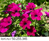 Петуния Каскадиас фиолетовая летом / Petunia Cascadia is purple in summer петунья. Стоковое фото, фотограф Roman Savateev / Фотобанк Лори